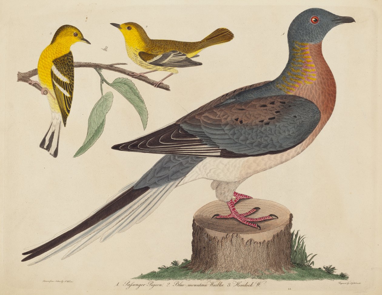 Pigeon voyageur, Paruline des montagnes bleues et Paruline de la pruche, publié 1808-1814 - John G. Warnicke