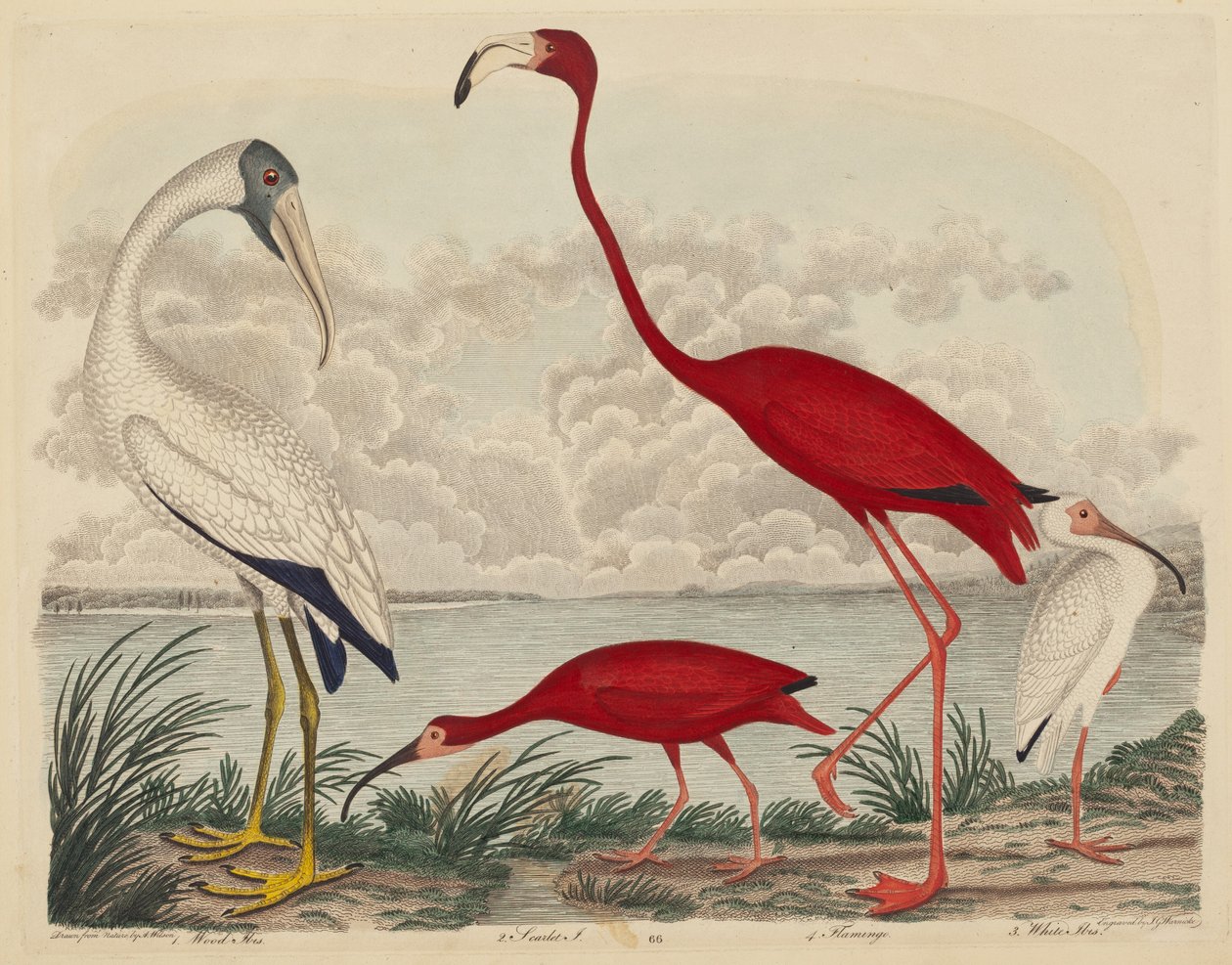Ibis des bois, Ibis écarlate, Flamant rose et Ibis blanc - John G. Warnicke