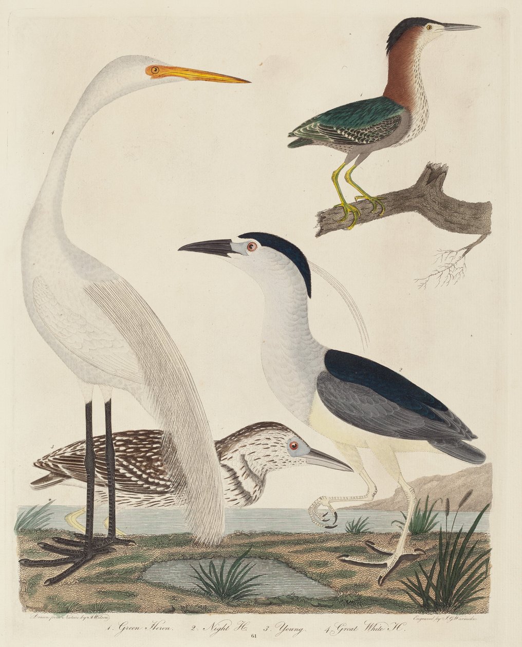 Héron vert, bihoreau, jeune héron et grand héron blanc - John G. Warnicke after Alexander Wilson
