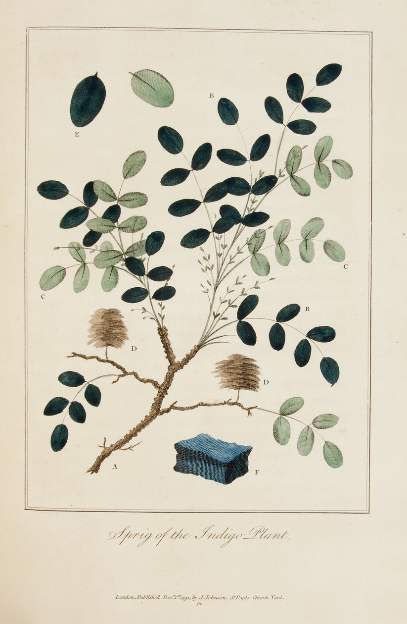 Branche de la plante indigo - John Gabriel Stedman