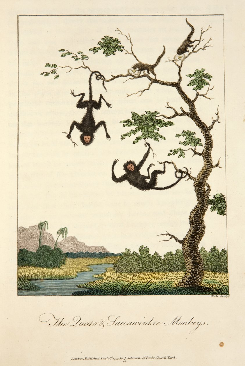 Les singes Quato et Saccawinkee - John Gabriel Stedman