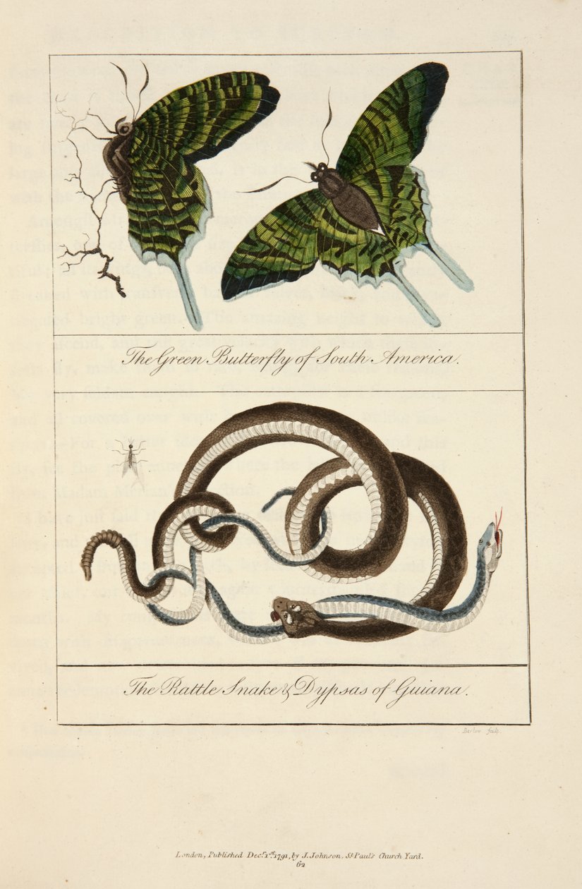 Le papillon vert d