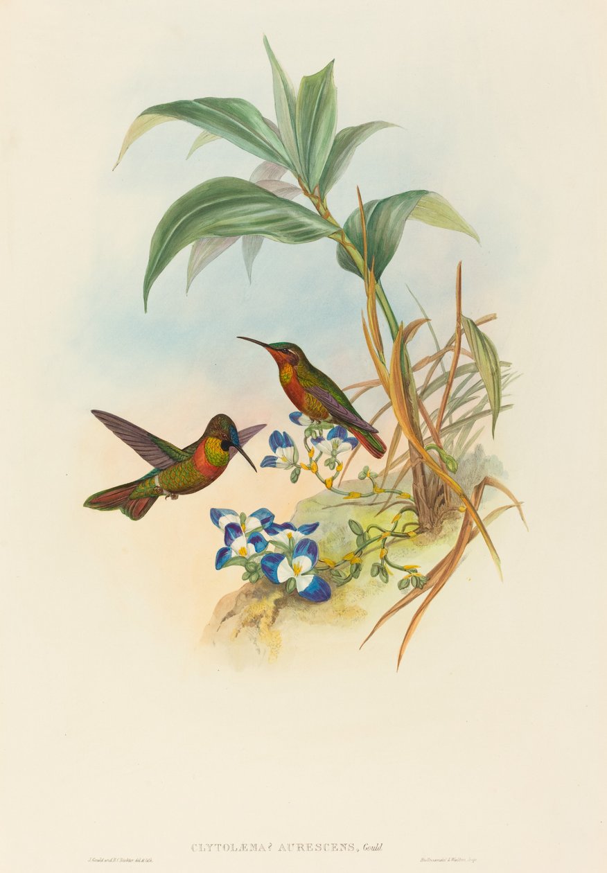 Clytolaema aurescens Banded Ruby ou Ruby de Gould - John Gould and Henry Constantine Richter John Gould and Henry Constantine Richter