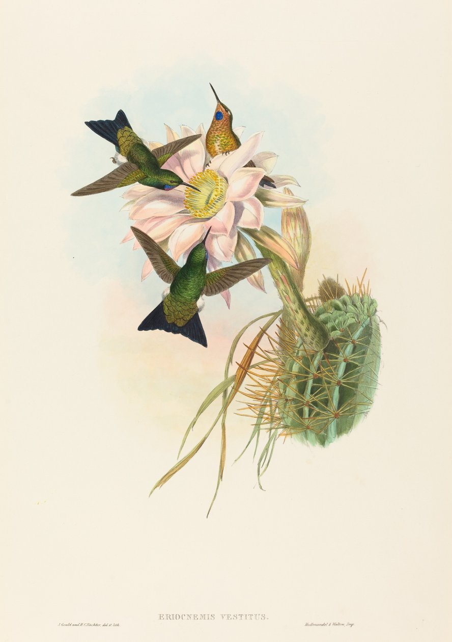 Eriocnemis vestitus Glowing Puff-Leg - John Gould and Henry Constantine Richter John Gould and Henry Constantine Richter