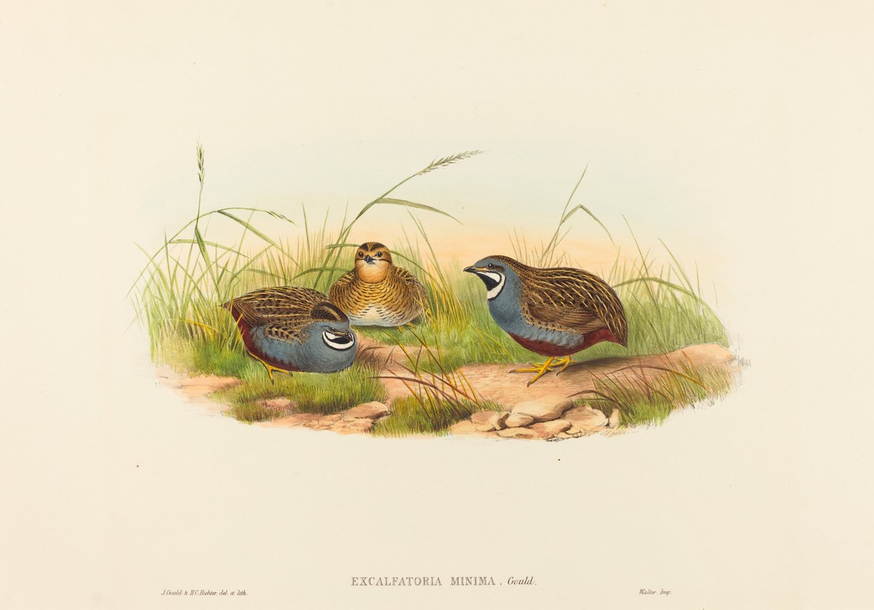 Excalftoria minima, Caille à poitrine bleue - John Gould and Henry Constantine Richter John Gould and Henry Constantine Richter