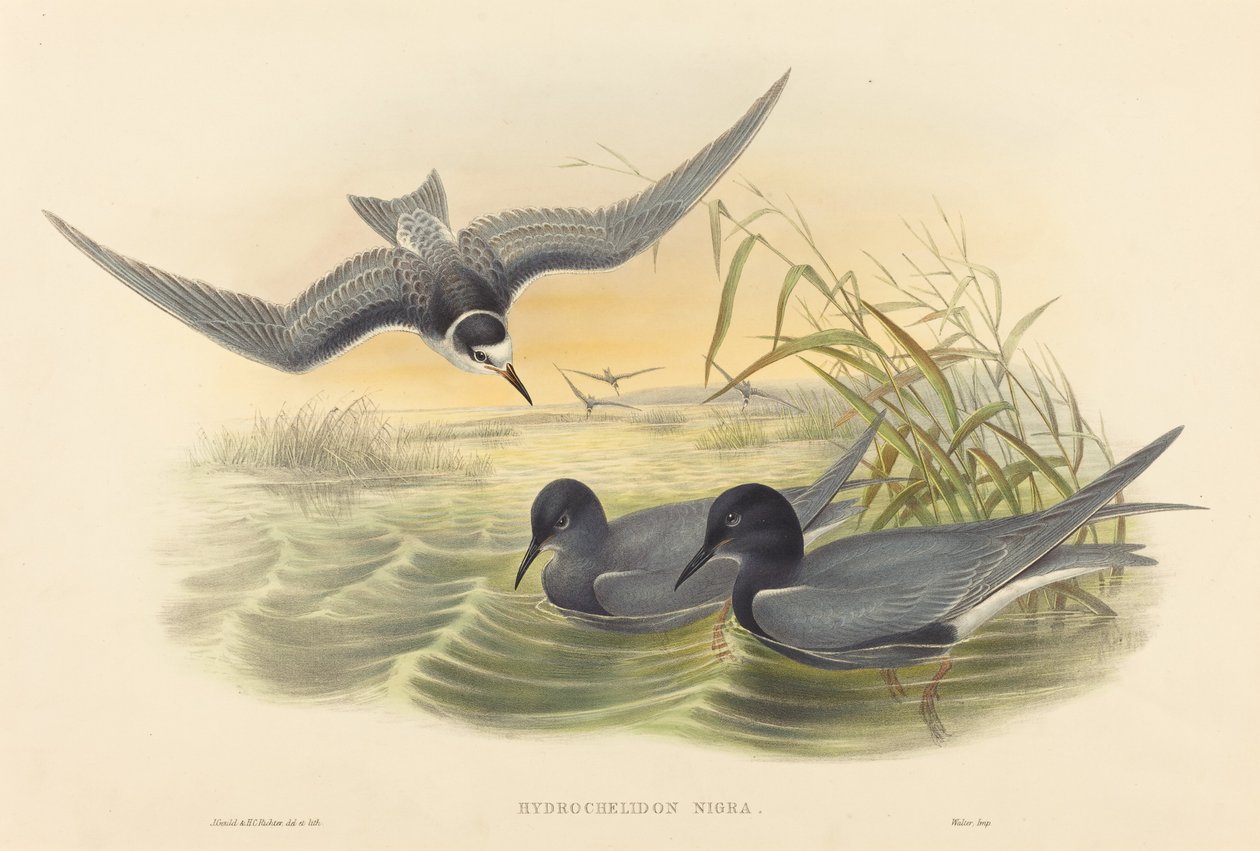 Hydrochelidon nigra. Créateurs : John Gould, Henry Constantine Richter - John Gould and Henry Constantine Richter John Gould and Henry Constantine Richter
