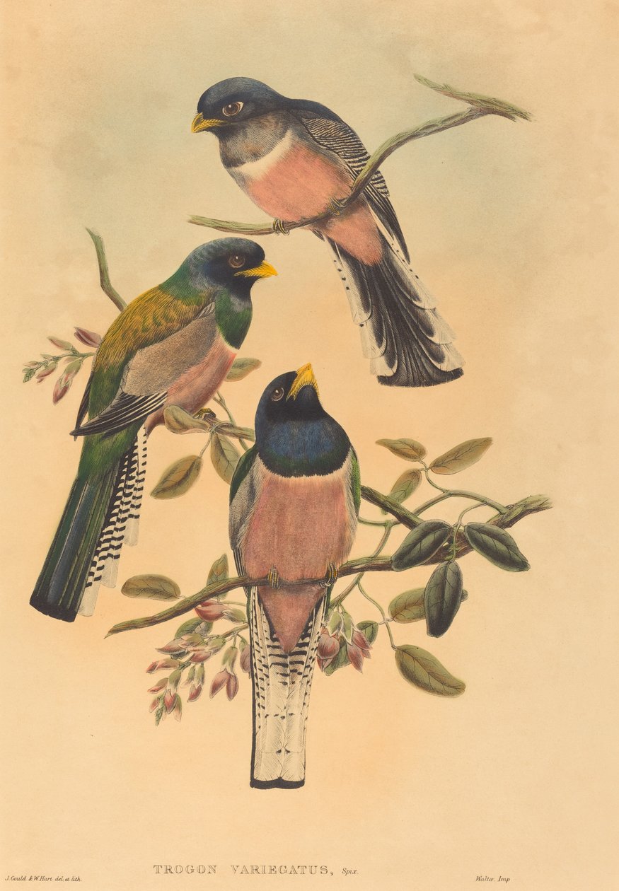 Trogan variegatus - John Gould, William Matthew Hart
