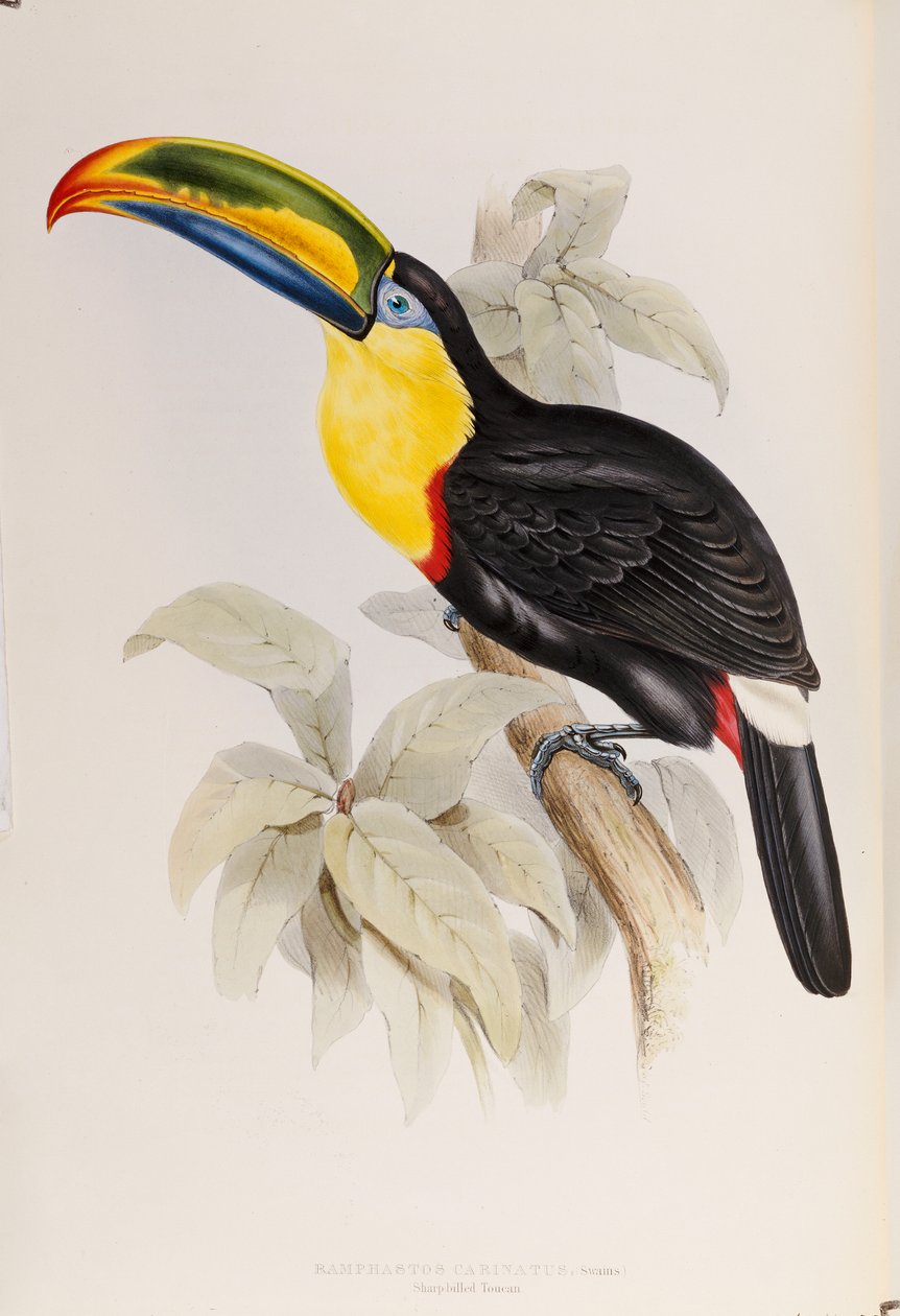 Une monographie des Ramphastidae, ou famille des toucans, première édition, publiée en 1834 - John Gould