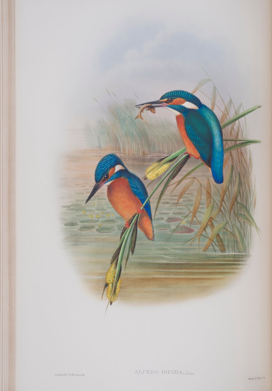 Alcedo Ispida, planche tirée de The Birds of Great Britain par John Gould, publié 1862-73 - John Gould