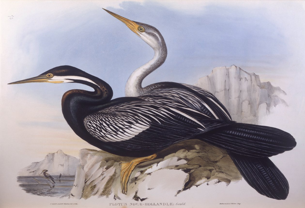 Anhinga d