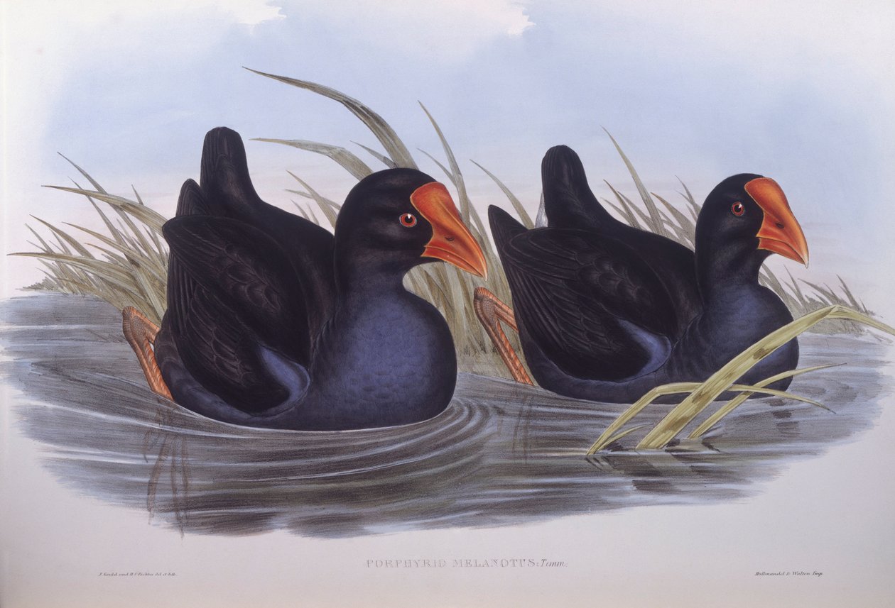 Talève sultane australienne (Porphyrio melanotus), gravure par John Gould - John Gould