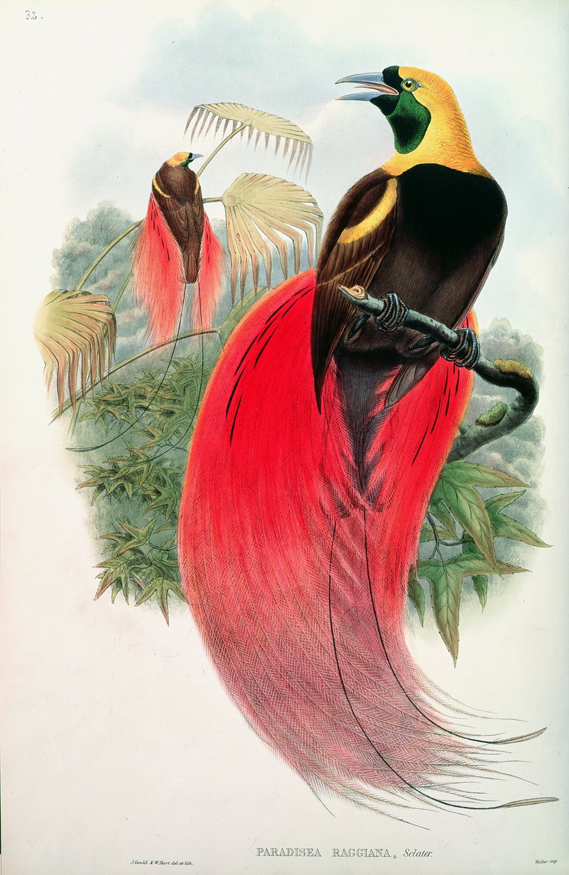 Oiseau de paradis, gravé par T. Walter - John Gould