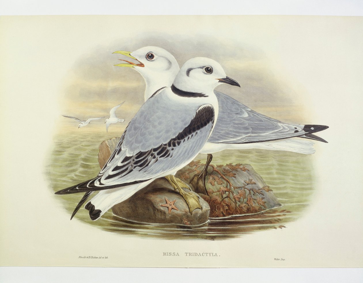 Mouette tridactyle (Rissa tridactyla), gravure par John Gould, William Hart, H C Richte - John Gould