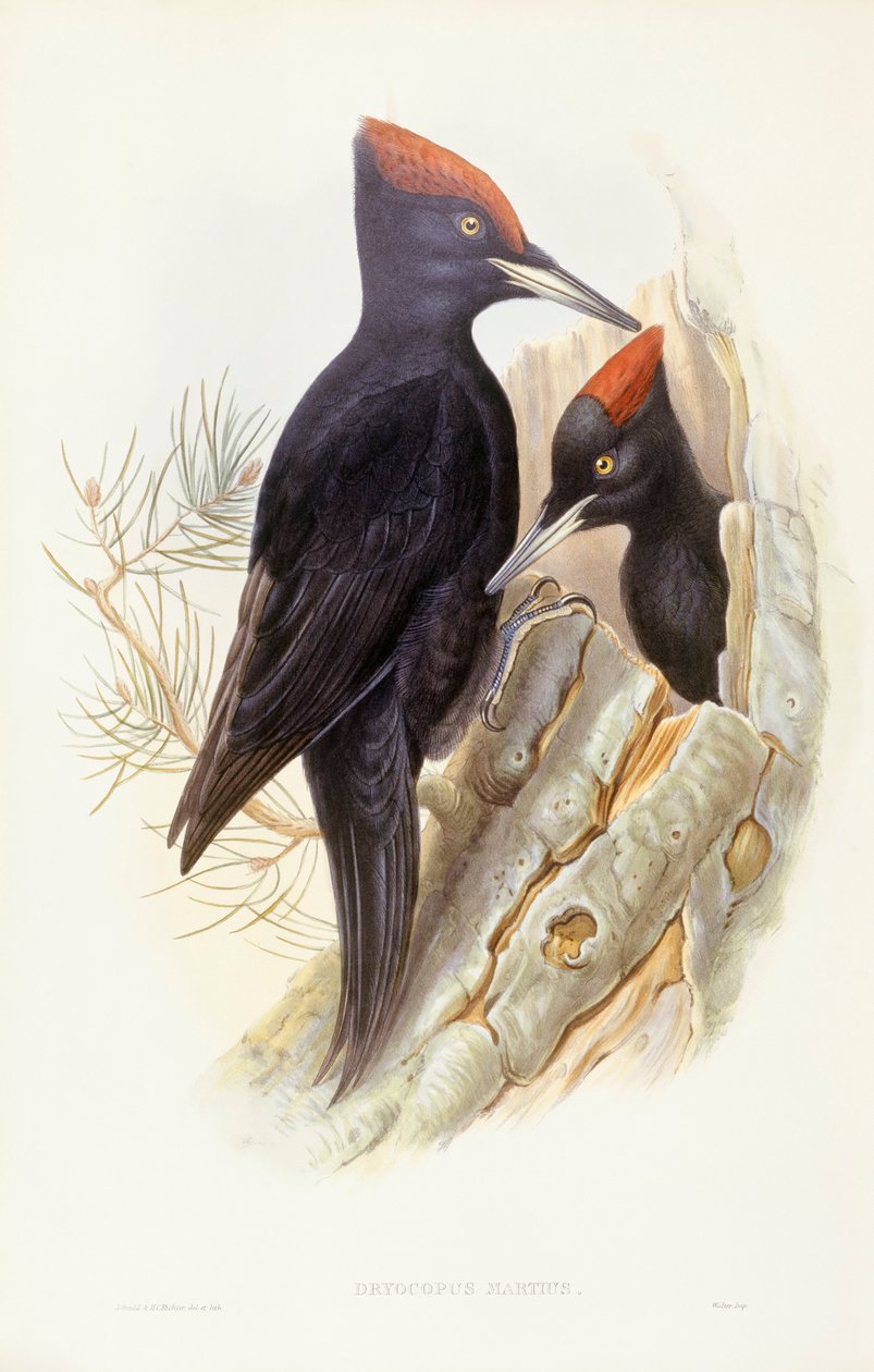 Pic noir (Dryocopus martius), gravure par John Gould - John Gould