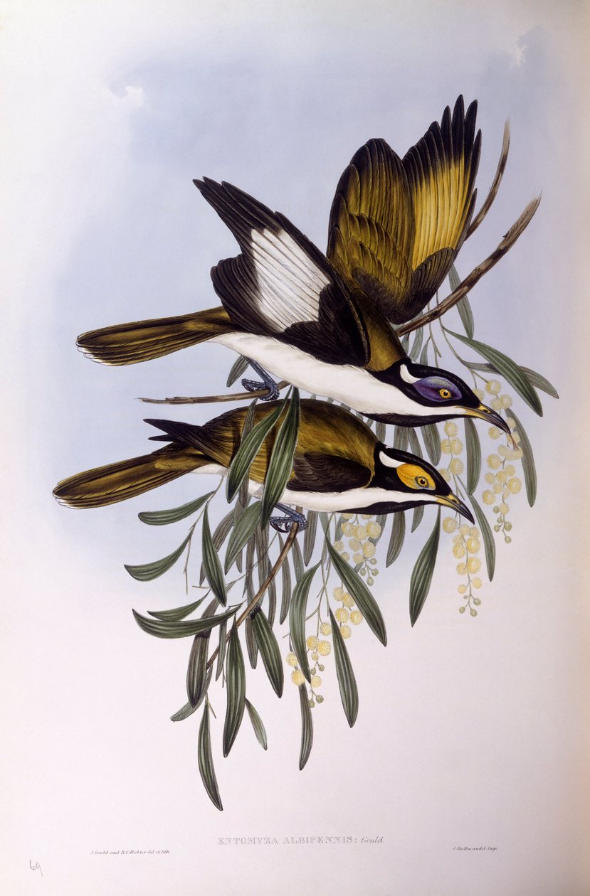Méliphage à face bleue (Entomyzon cyanotis), gravure par John Gould - John Gould