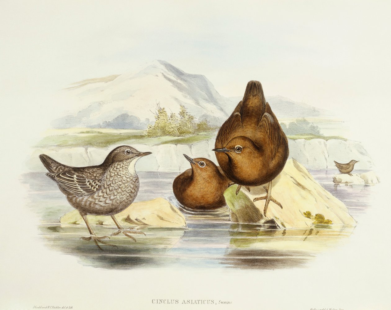 Cincle brun (Cinclus pallasii), Gravure de John Gould - John Gould