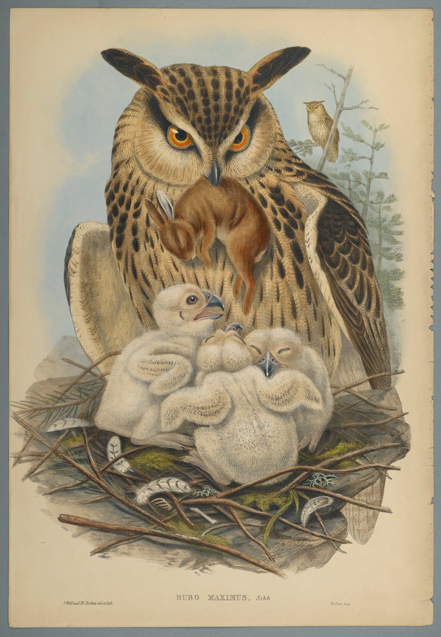 Bubo Maximus : Hibou - John Gould