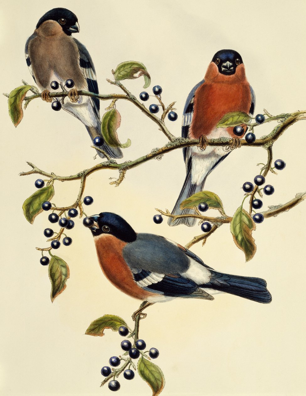 Bouvreuil (Pyrrhula pyrrhula), gravure de John Gould - John Gould