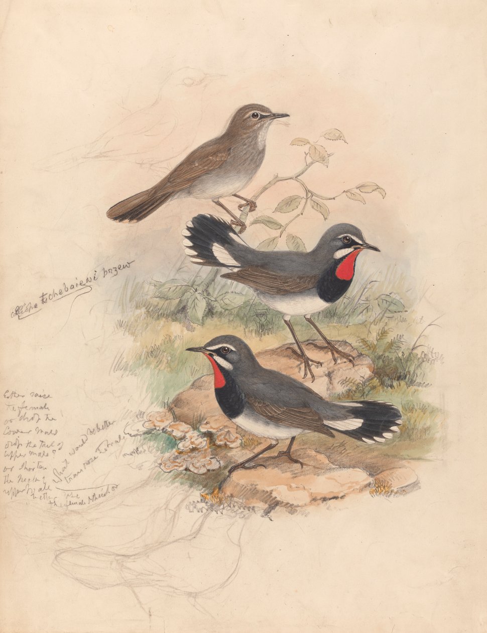 Calliope Tschebaiewi, Prjev. - John Gould