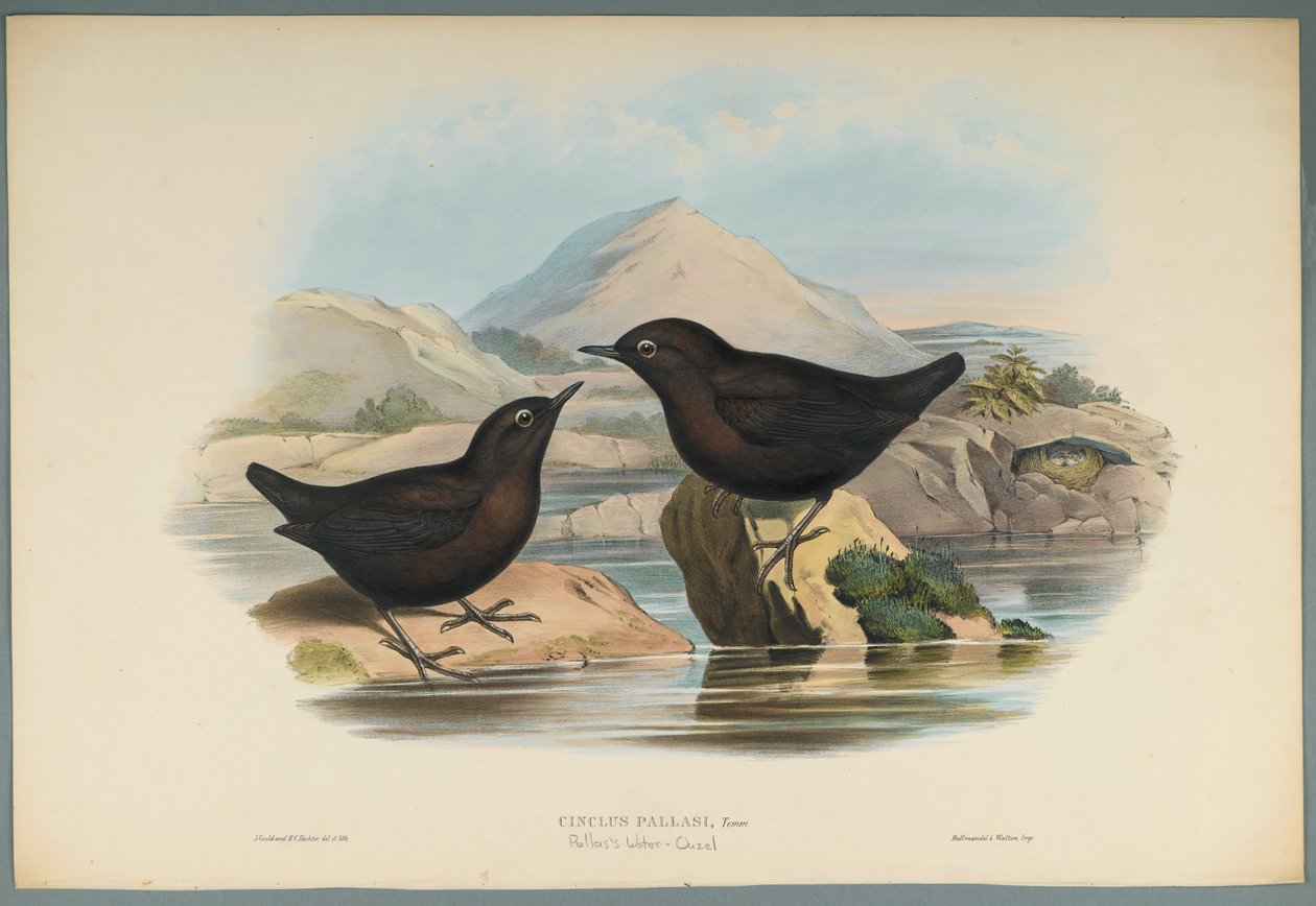 Cinclus Pallasi : Cincle de Pallas - John Gould