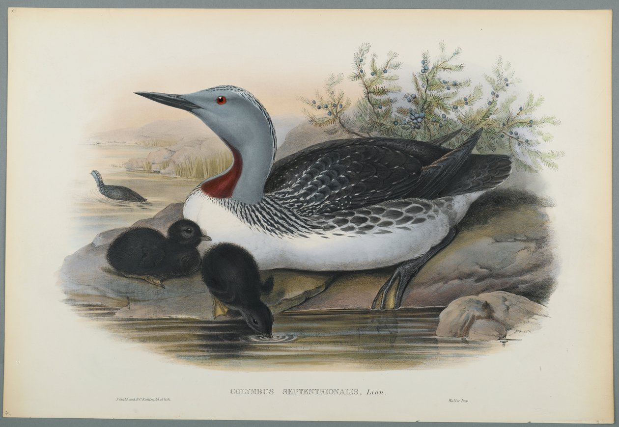 Colymbus Septentrionalis : Plongeon catmarin - John Gould