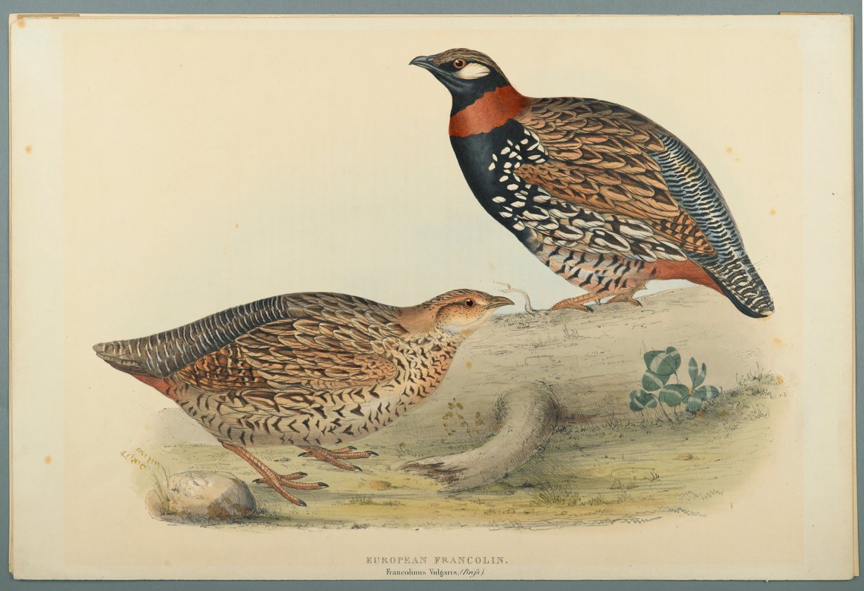 Francolinus Vulgaris (Briss) : Francolin commun - John Gould