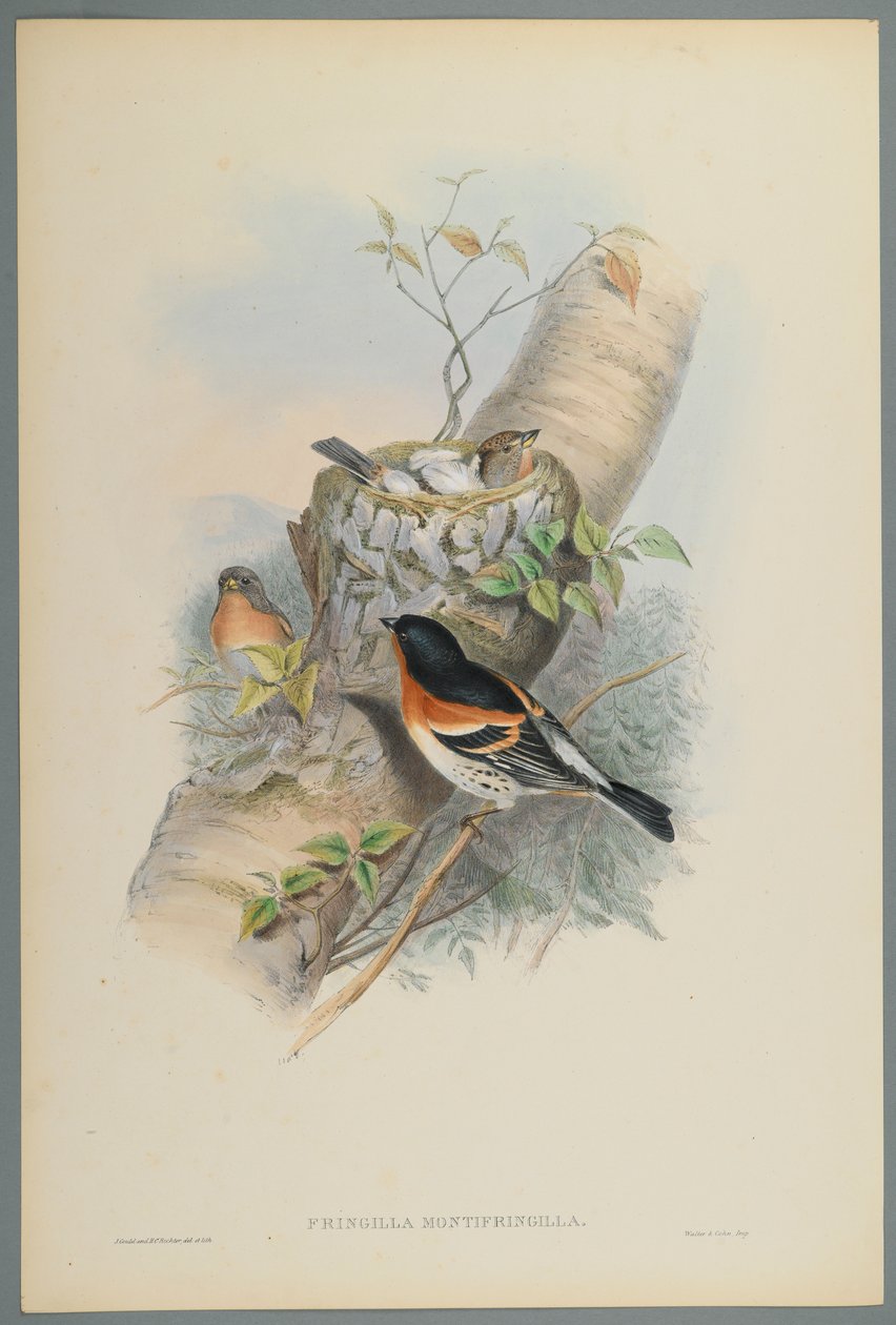 Fringilla Montifringilla - Pinson du Nord - John Gould