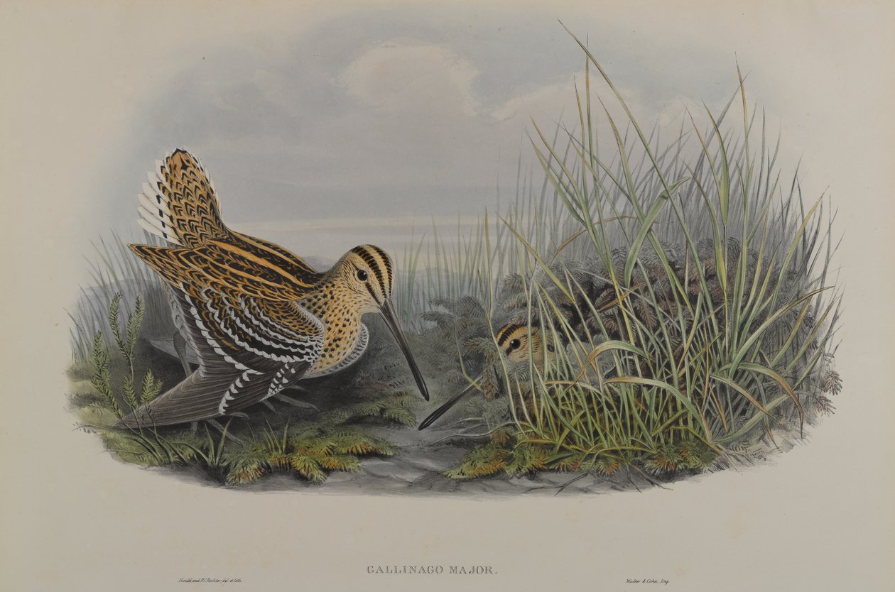 Gallinago Major - Grande Bécassine - John Gould