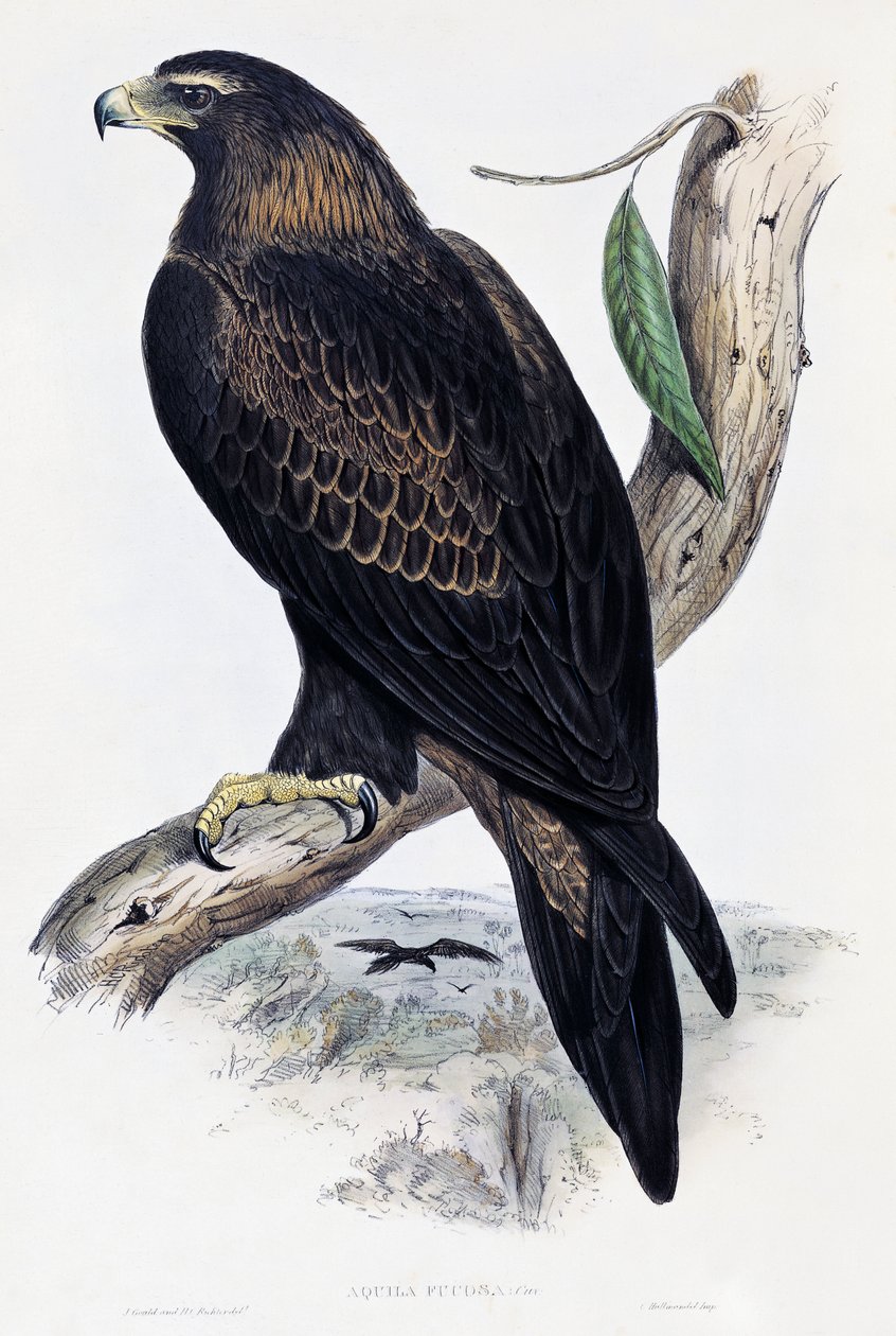 Aigle royal (Aquila chrysaetos), lithographie de Birds of Australia and Great Britain par John Gould (1804-1881), Royaume-Uni - John Gould