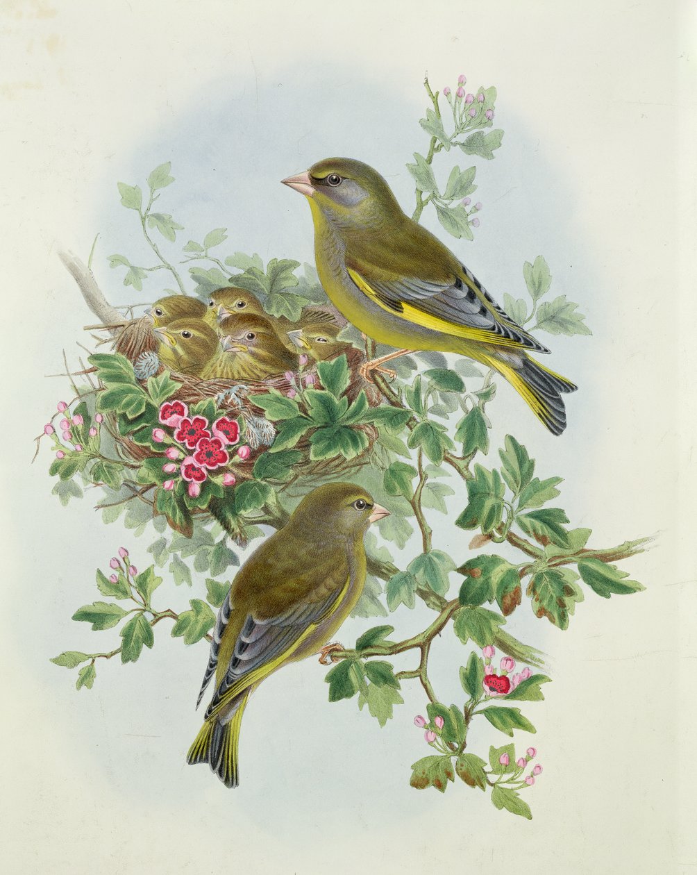 Verdier, 1873 - John Gould