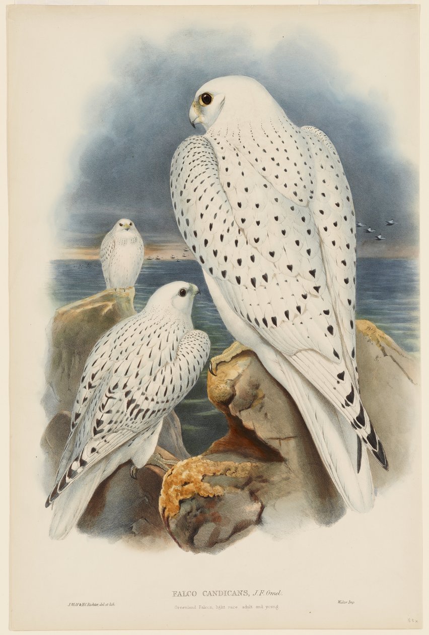 Faucon du Groenland - John Gould