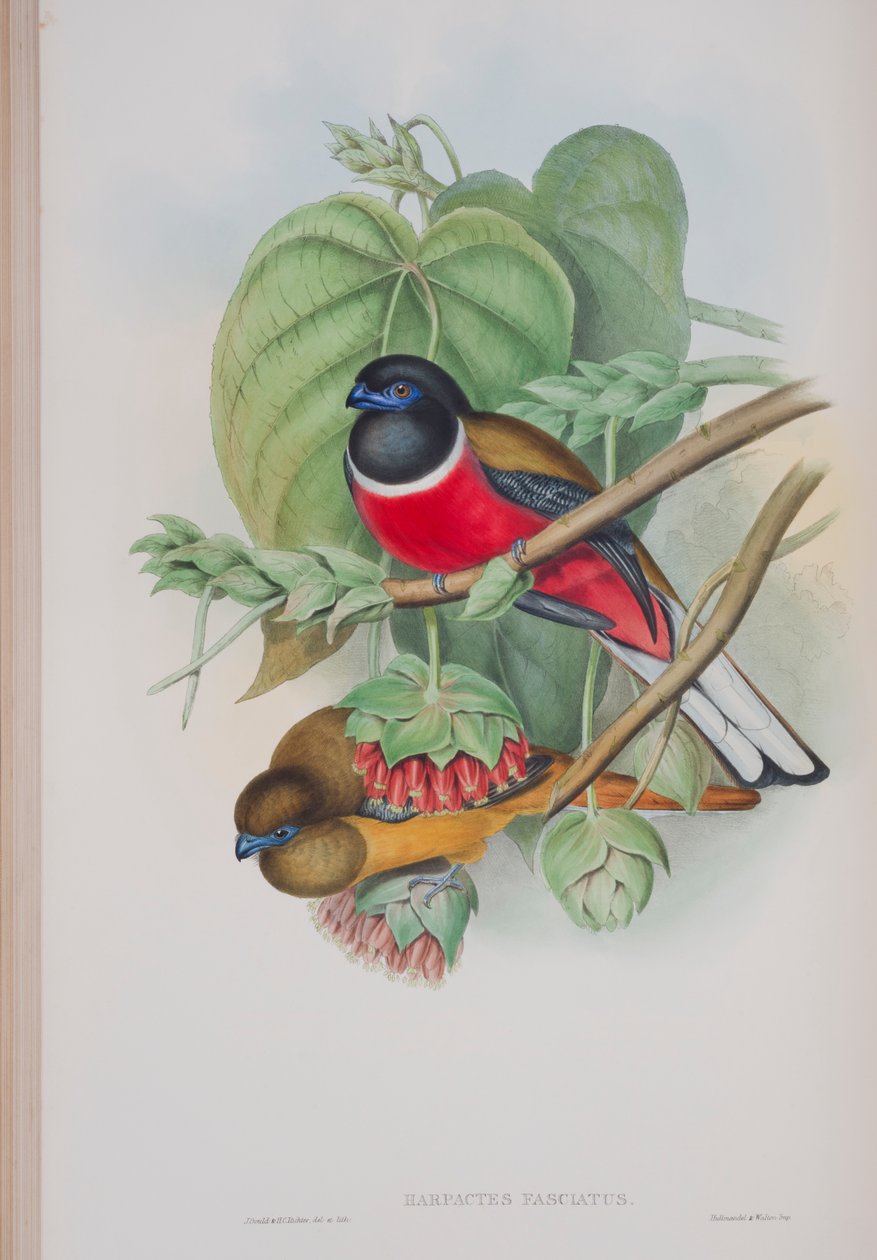 Harpactes Fasciatus, planche de Les Oiseaux de Grande-Bretagne de John Gould, publié 1862-73 - John Gould
