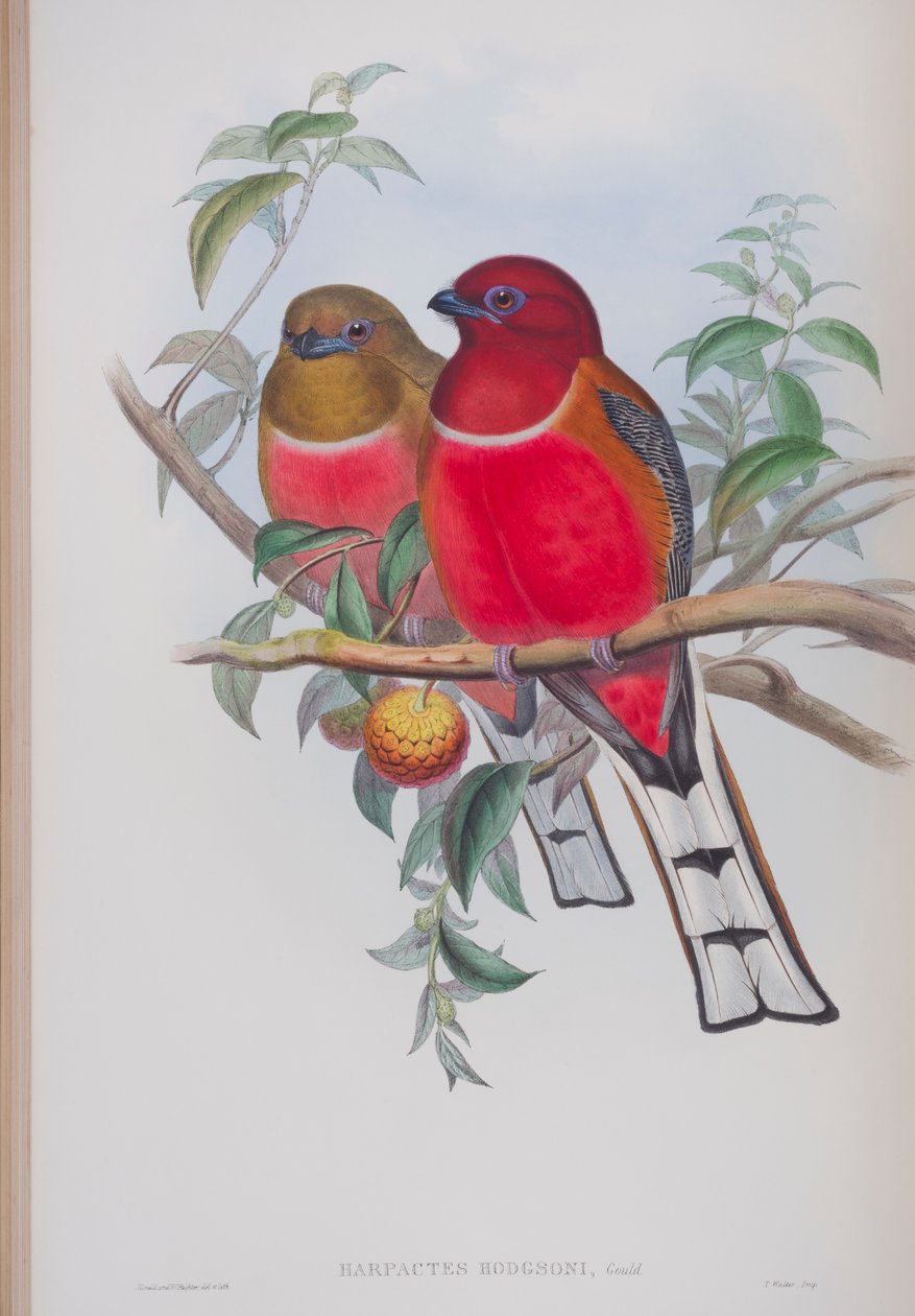 Harpactes Hodgsoni, planche de Les Oiseaux de Grande-Bretagne de John Gould, publié 1862-73 - John Gould