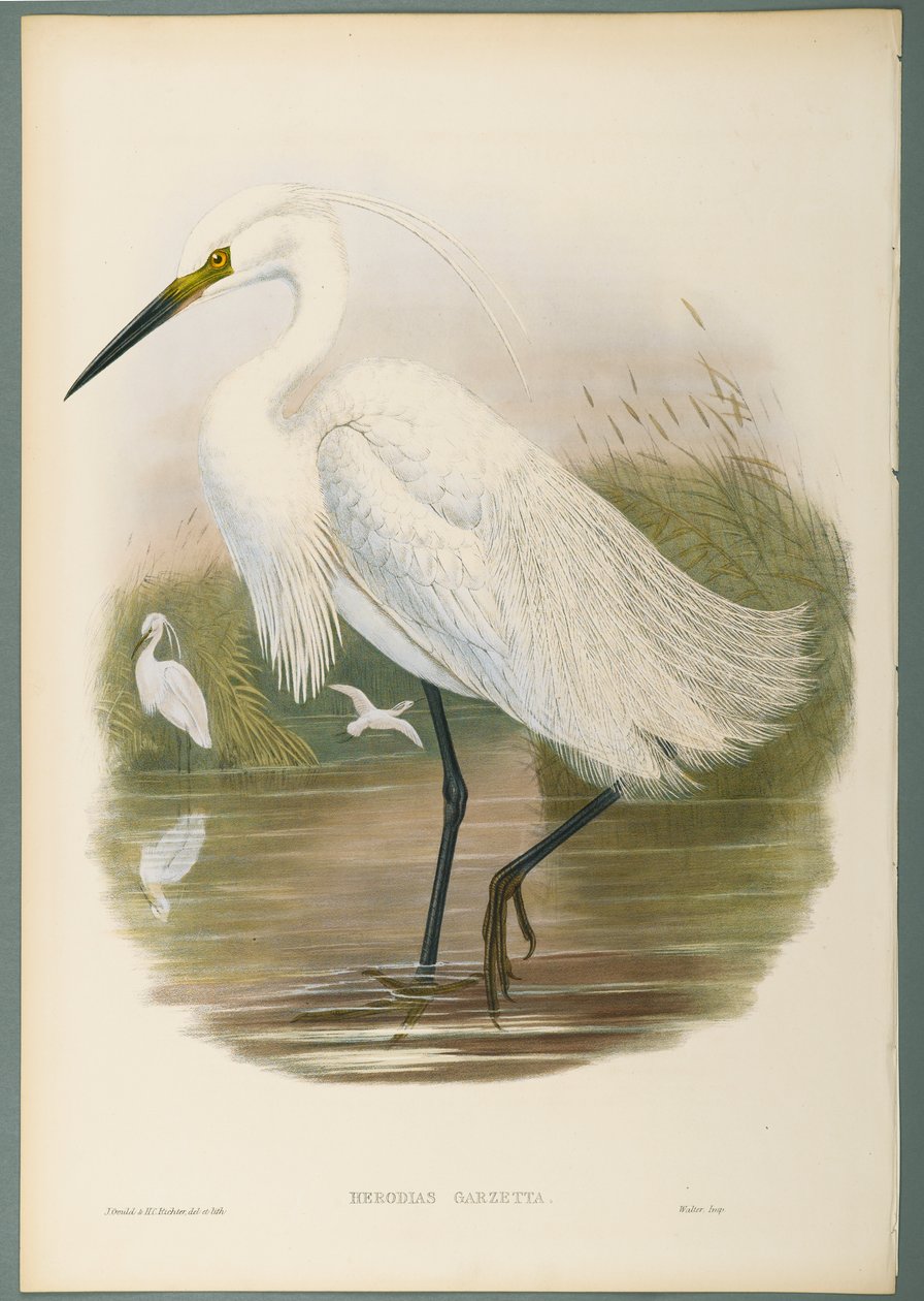 Herodias Garzetta - Aigrette garzette - John Gould