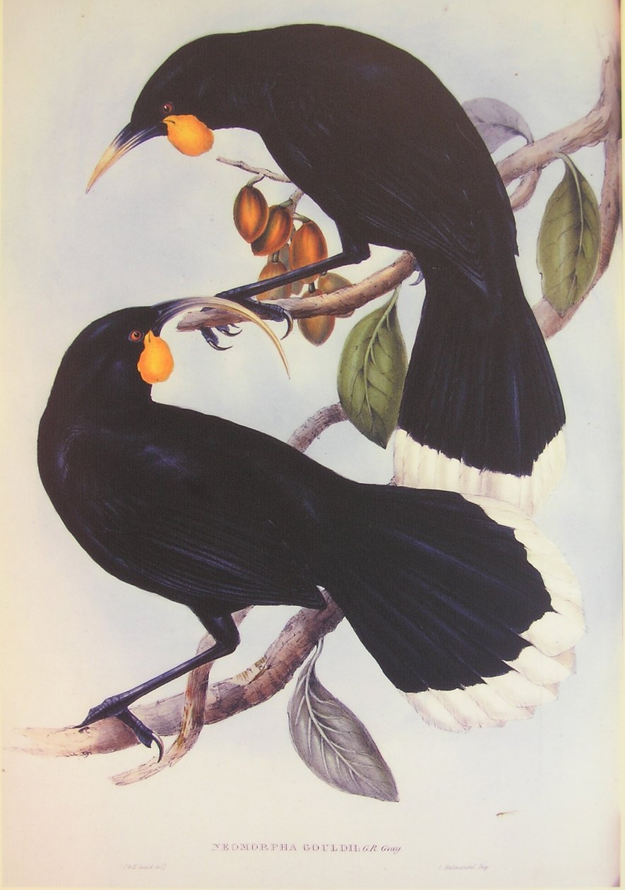 Illustration du couple Huia - John Gould