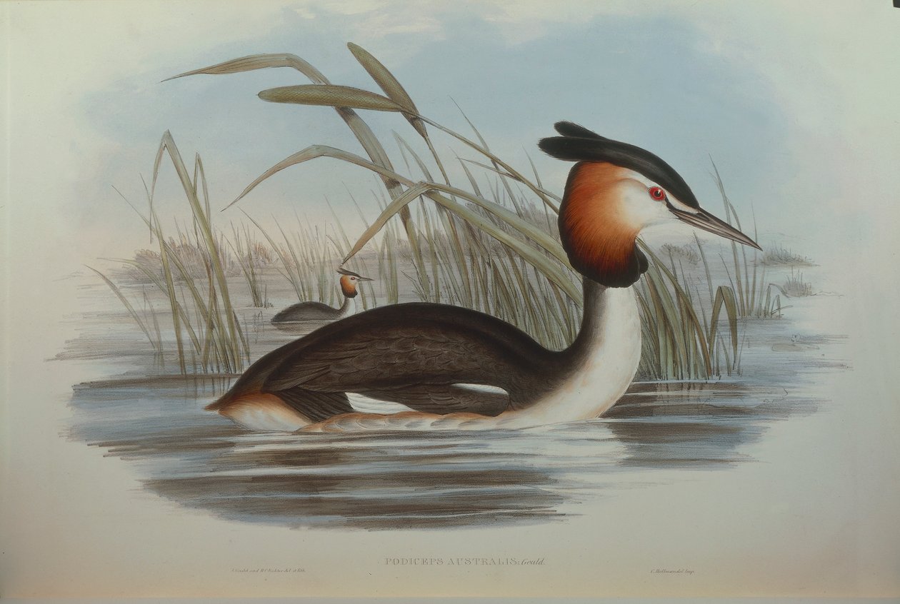 Illustration de "Les Oiseaux d