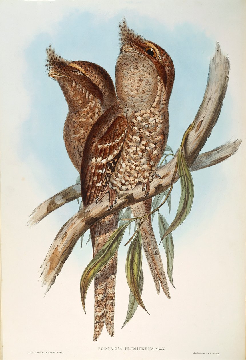 Illustration de "Les Oiseaux d