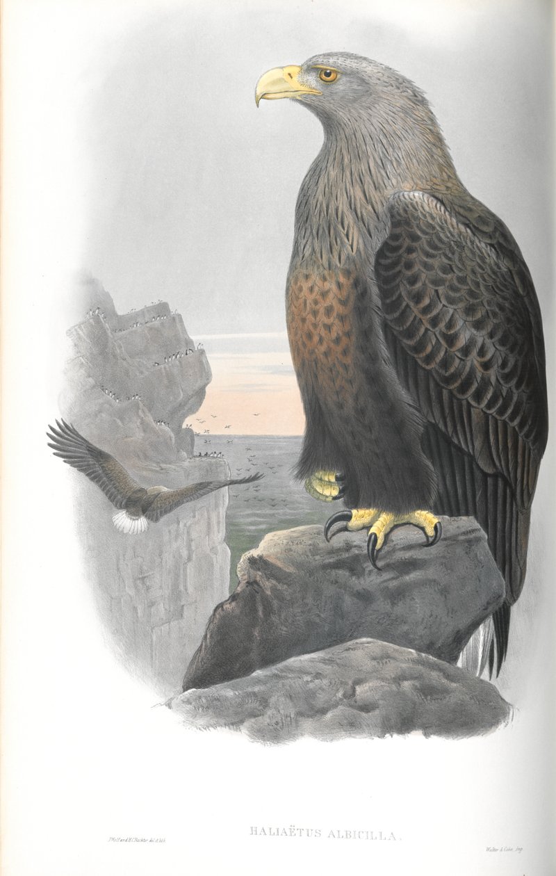 Illustration du Pygargue à queue blanche - John Gould