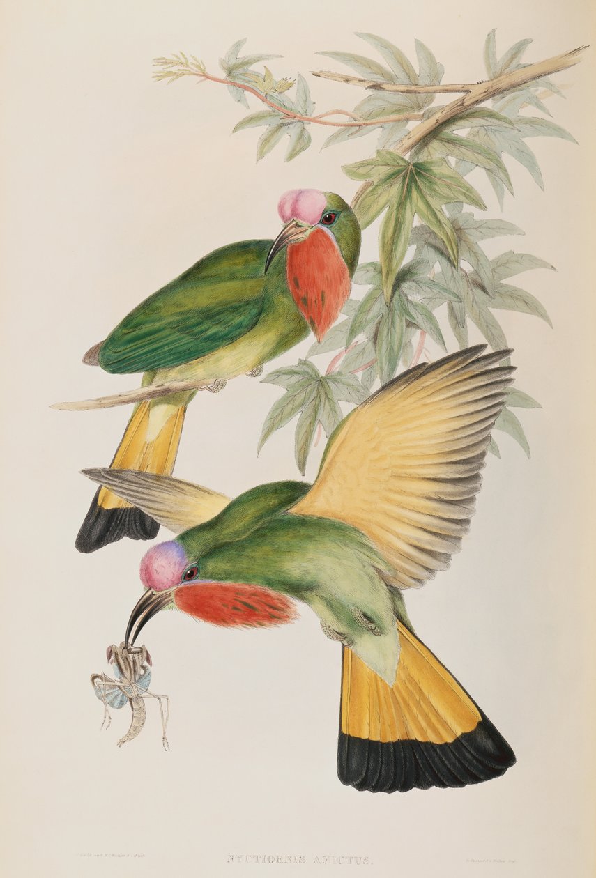 Martin-pêcheur (Nyctiornis Amictus) des Oiseaux d