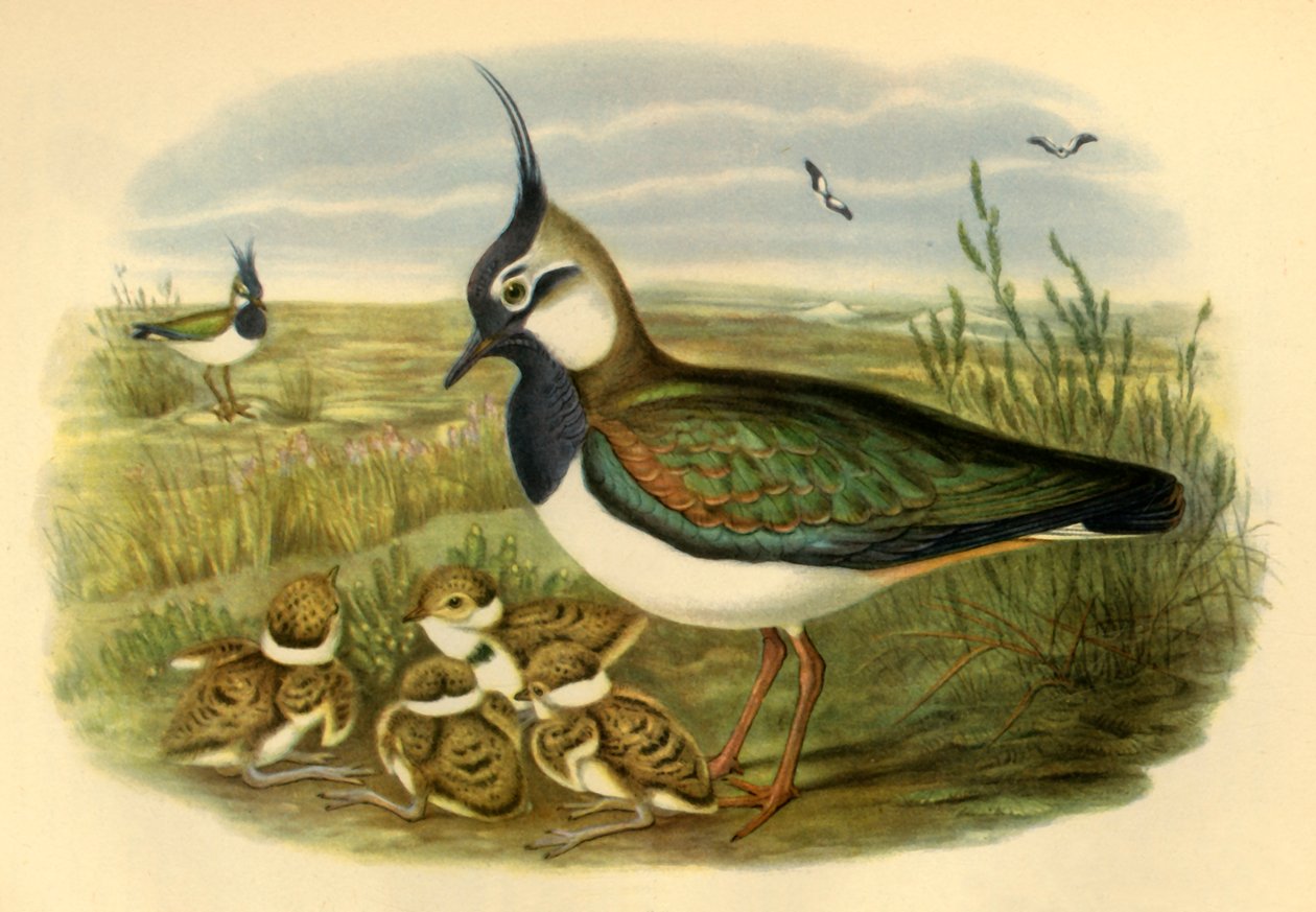 Vanneau et ses petits, 1865, 1942 - John Gould