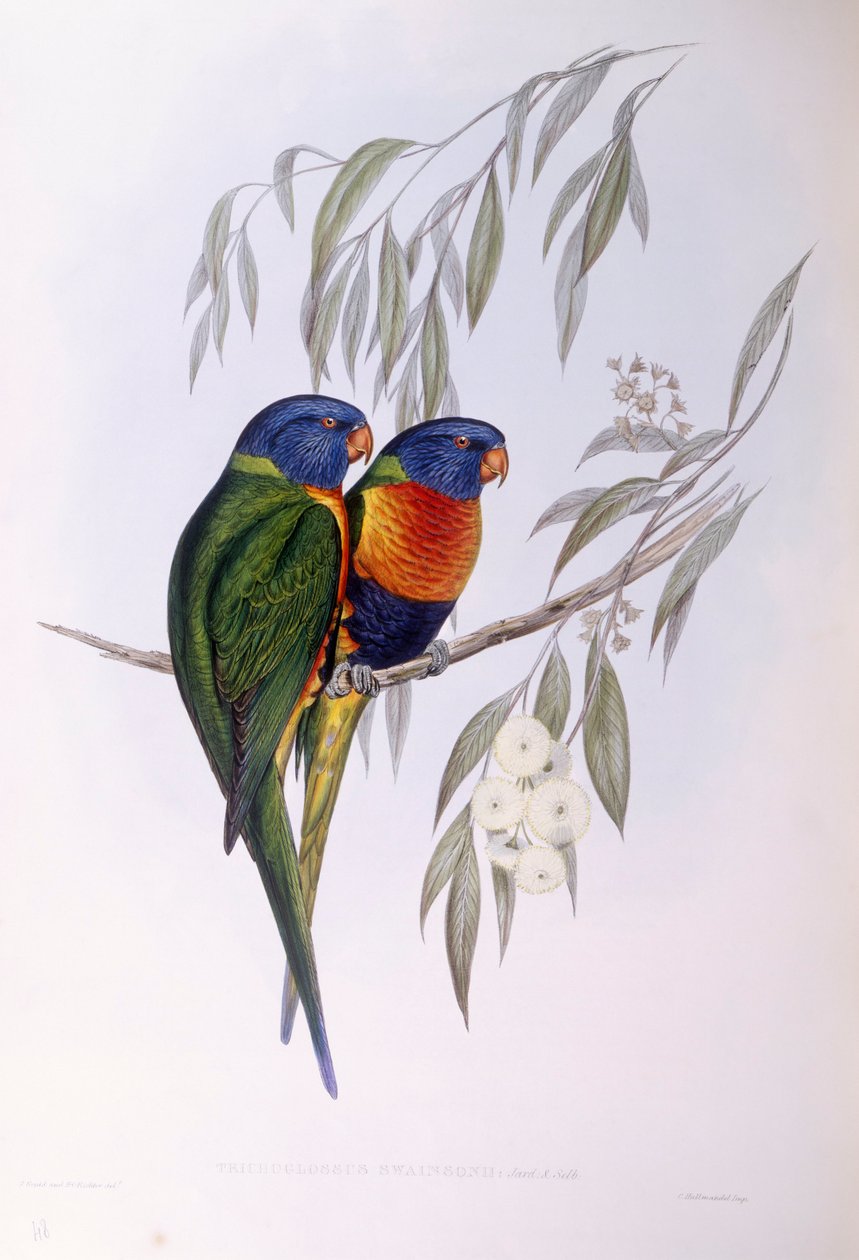 Loriquet orné (Trichoglossus ornatus), gravure par John Gould - John Gould