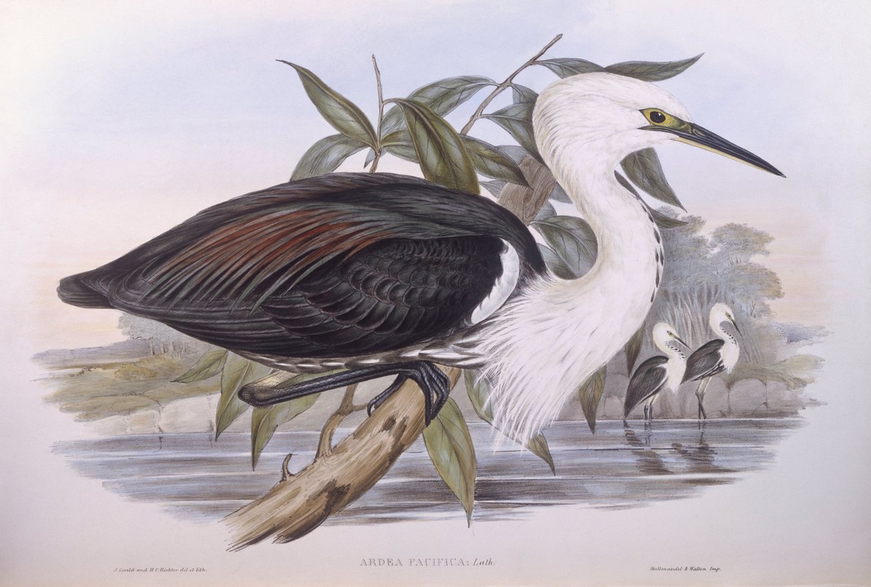 Héron du Pacifique (Ardea pacifica), gravure par John Gould - John Gould