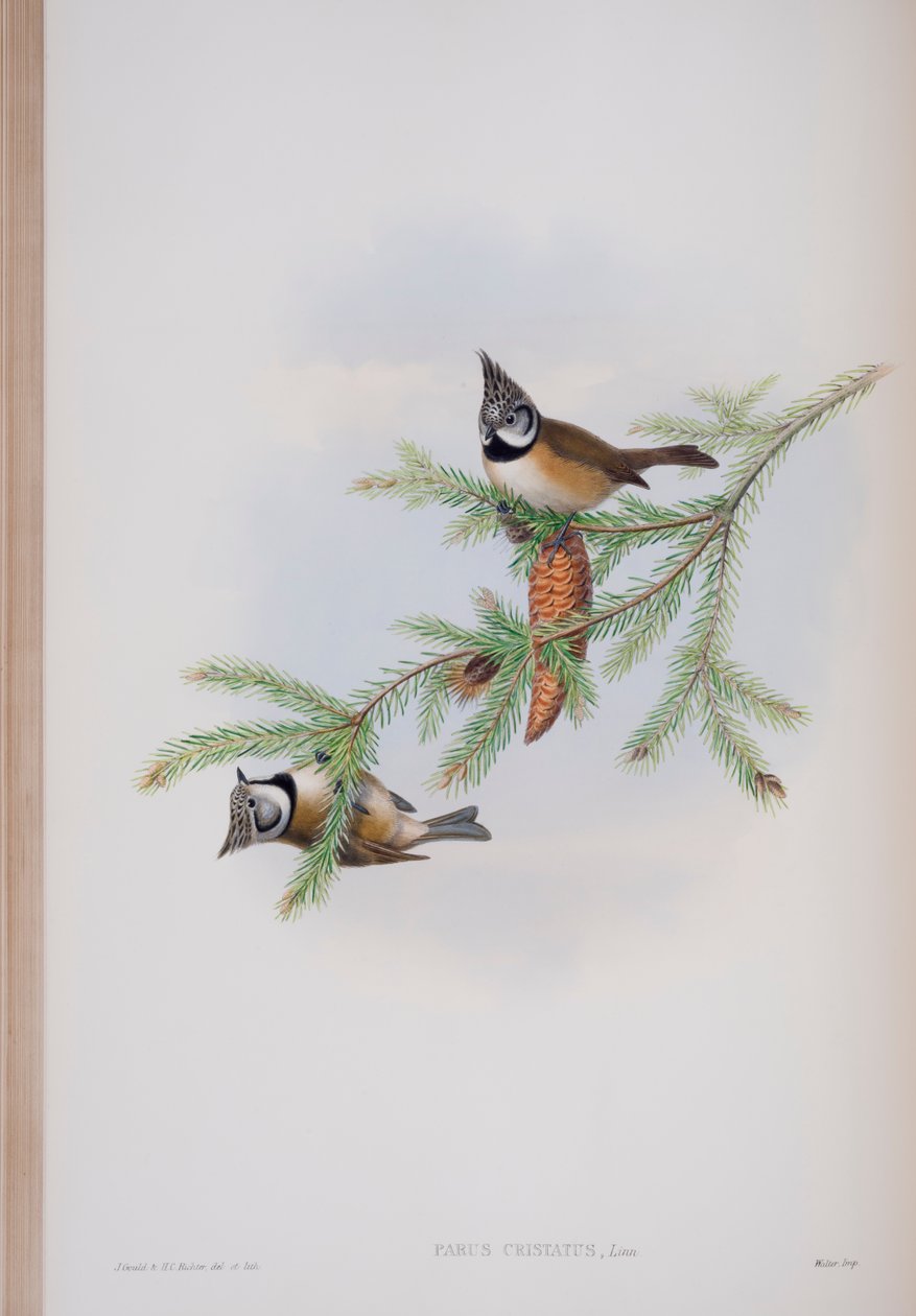 Parus Cristatus, planche tirée de The Birds of Great Britain par John Gould, publié 1862-73 - John Gould