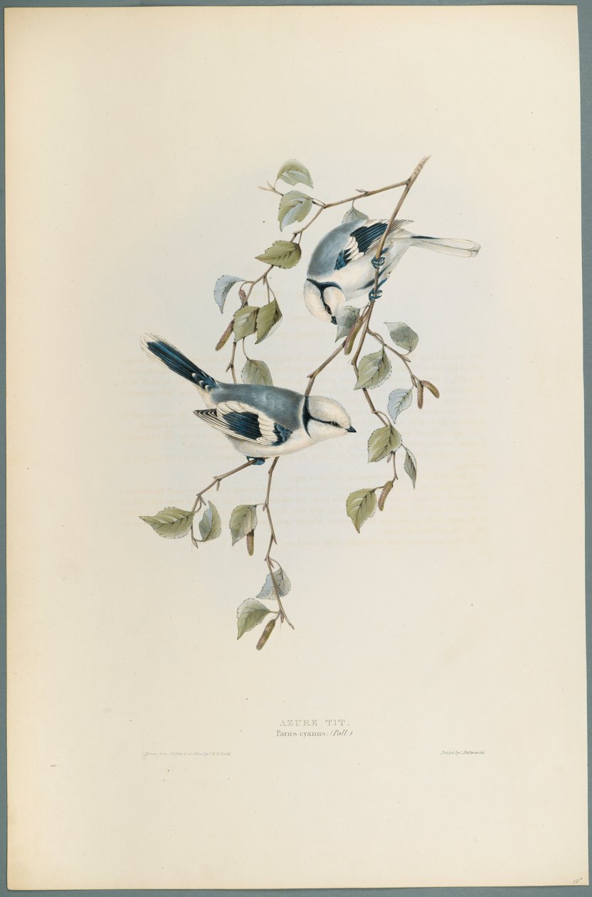 Parus Cyanus : Mésange azurée - John Gould