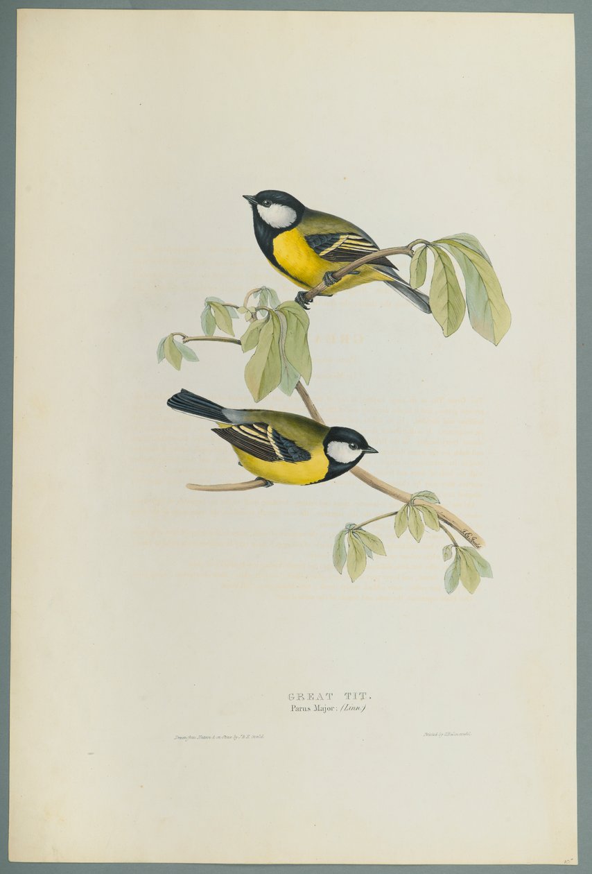 Parus Major : Mésange charbonnière - John Gould