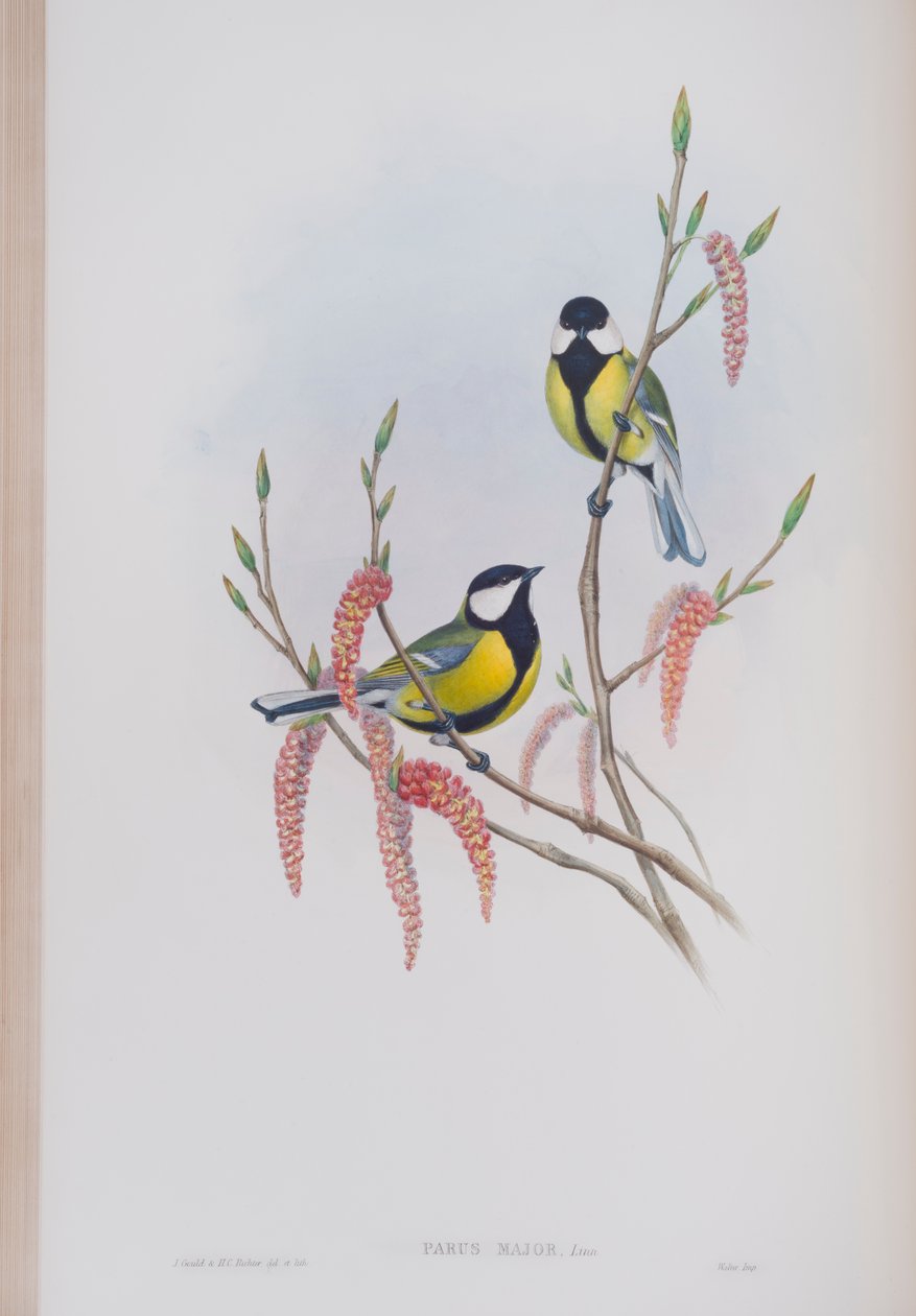 Parus Major, planche tirée de The Birds of Great Britain par John Gould, publié 1862-73 - John Gould