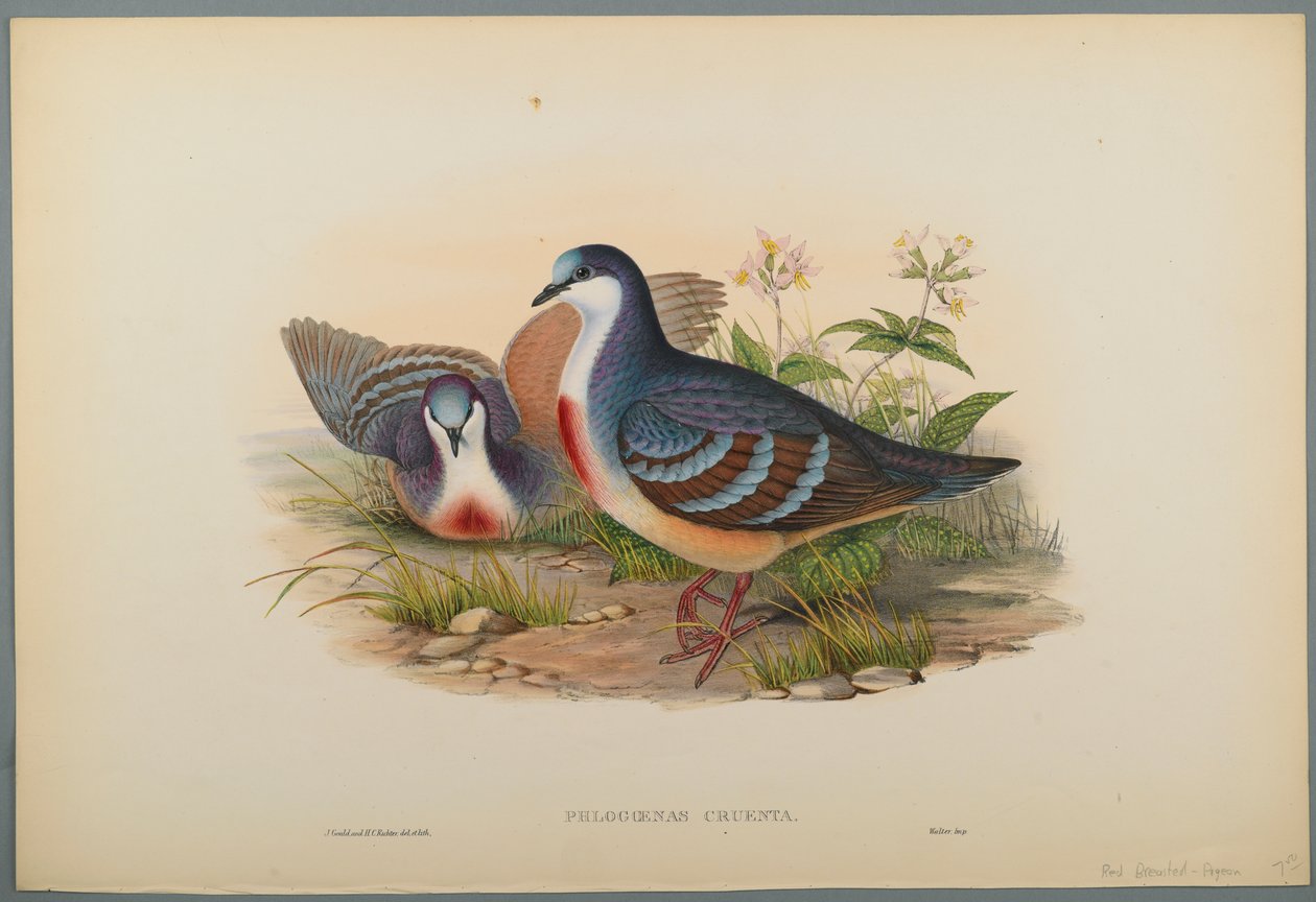 Philogoenas Cruenta - John Gould