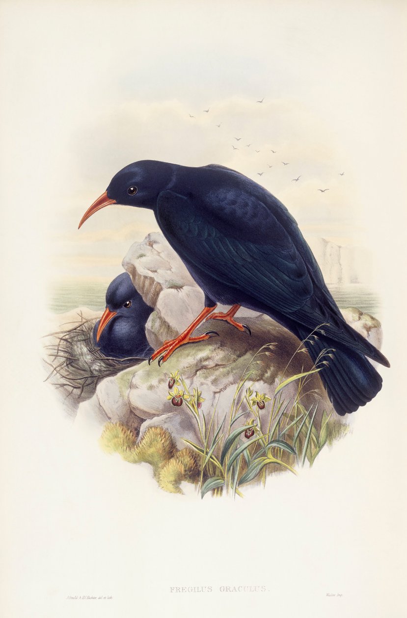 Chocard à bec jaune (Pyrrhocorax pyrrhocorax), gravure par John Gould - John Gould