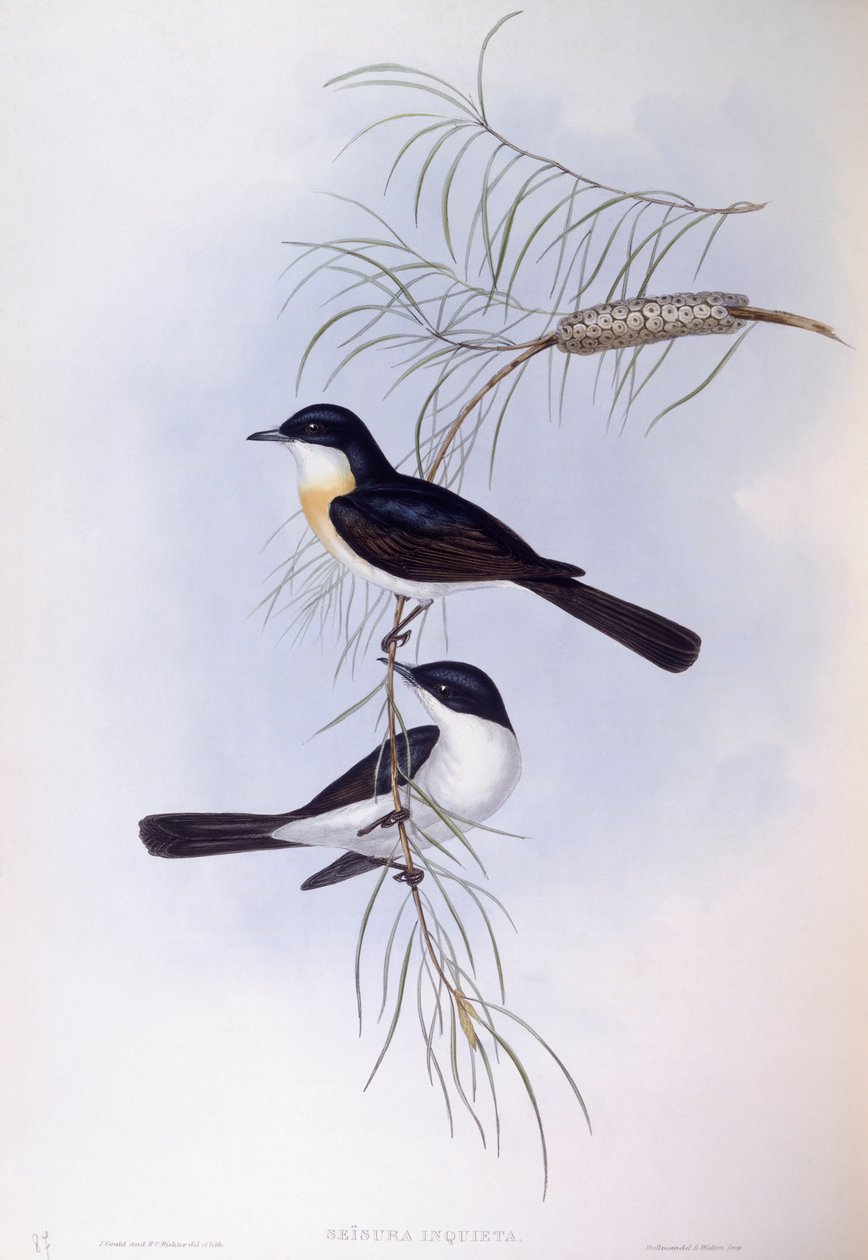 Moucherolle inquiet (Myiagra inquieta), gravure de John Gould - John Gould