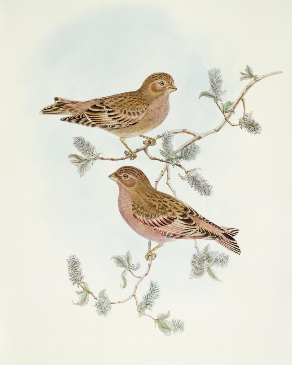 Roselin rose (Erythrospiza incarnata), gravure de John Gould - John Gould